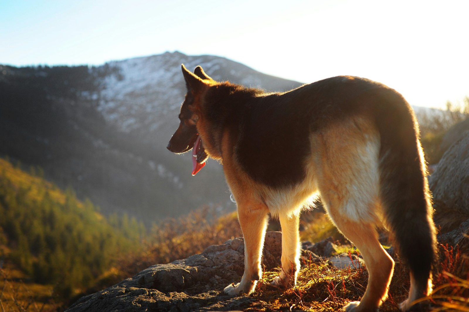 German shepherd standing on mountain